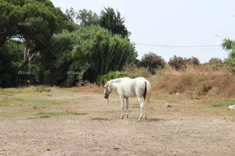 Horse, white horse, nature 
