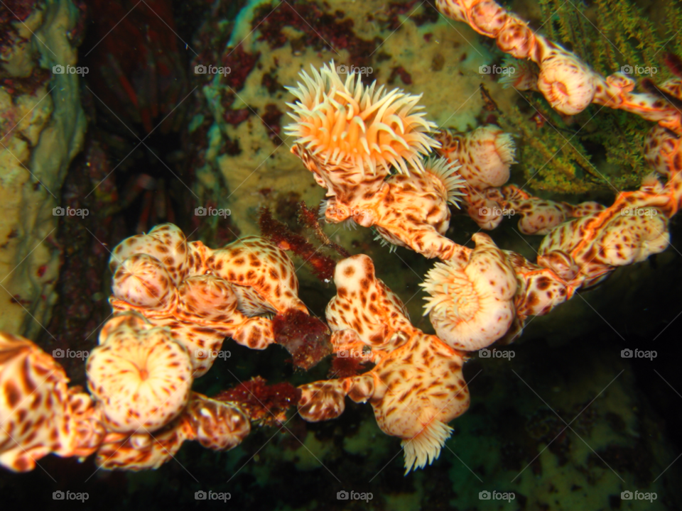 ocean corals reef by izabela.cib