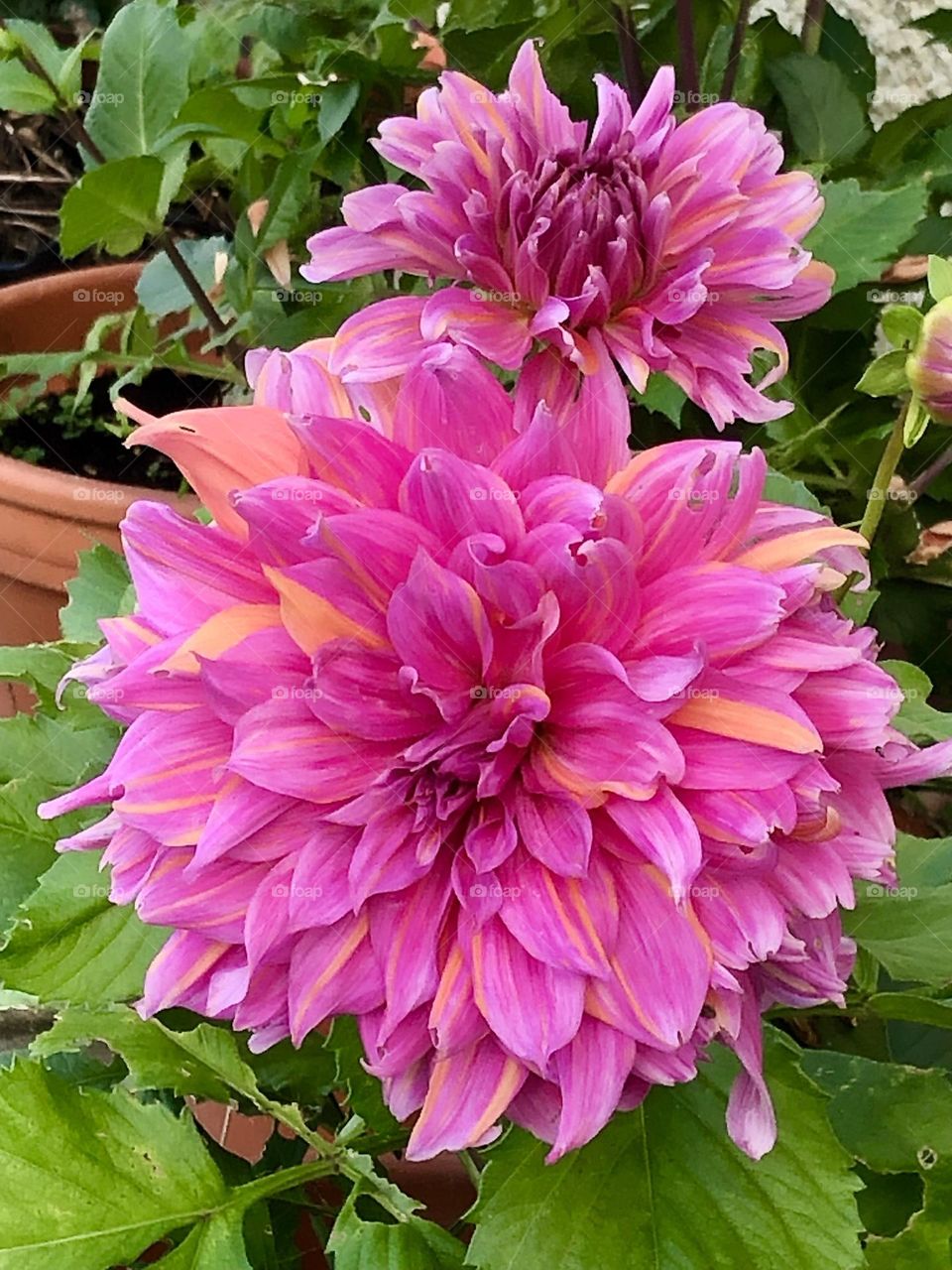 Large dahlia