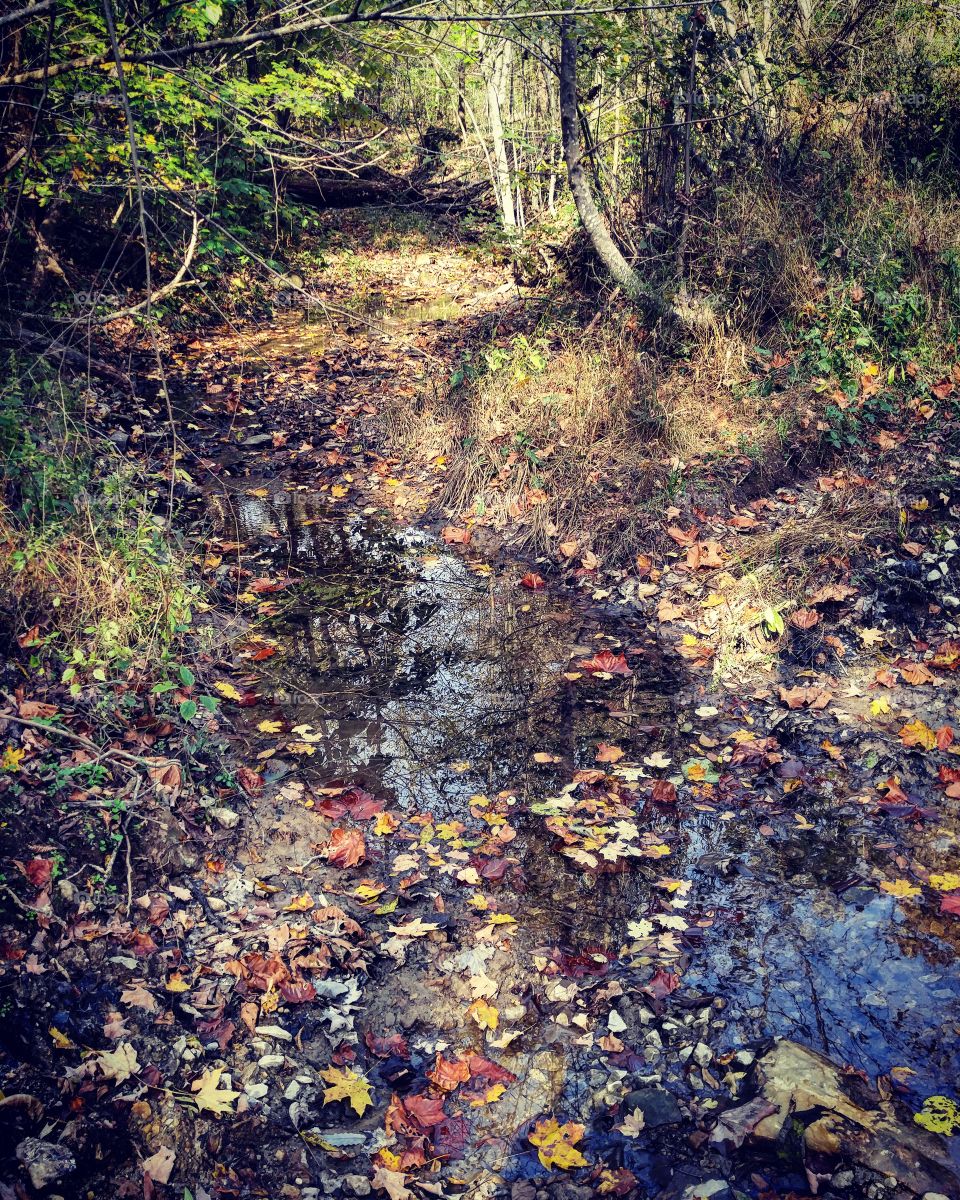 stream in the woods