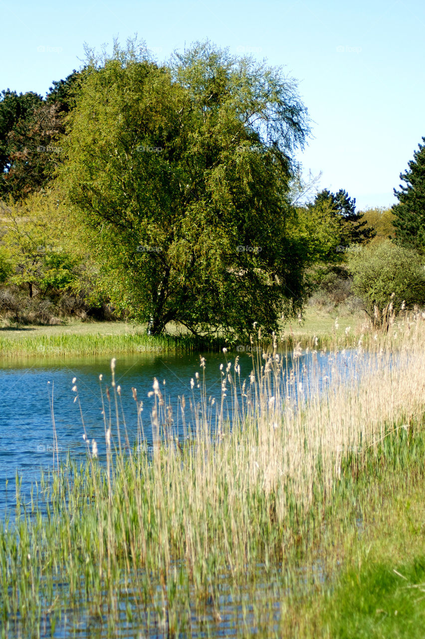 Scenic view of tree and water