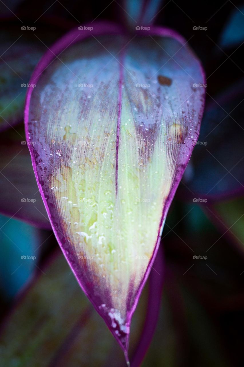 Purple detail of a leaf of a plant