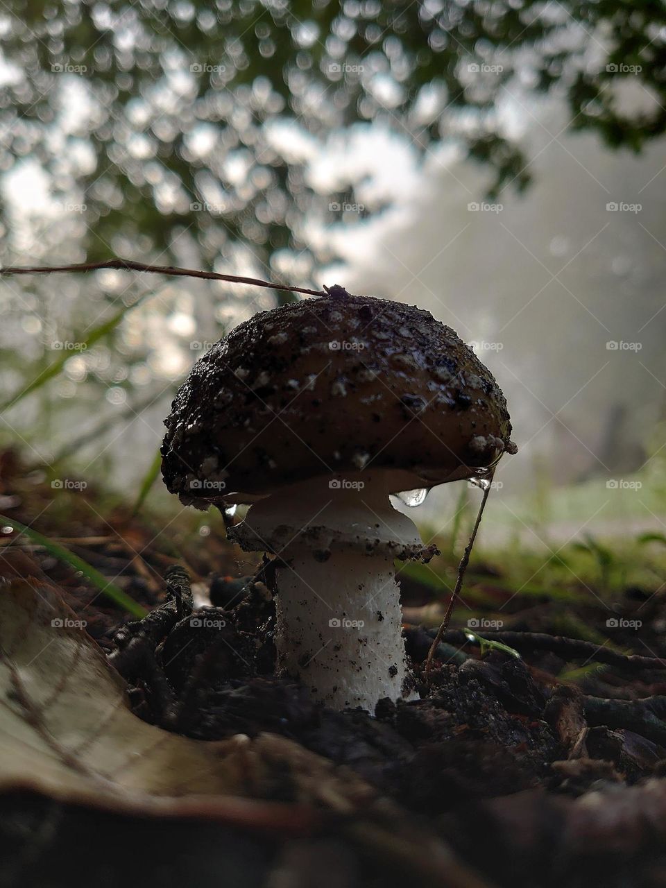 Fog drops on mushroom