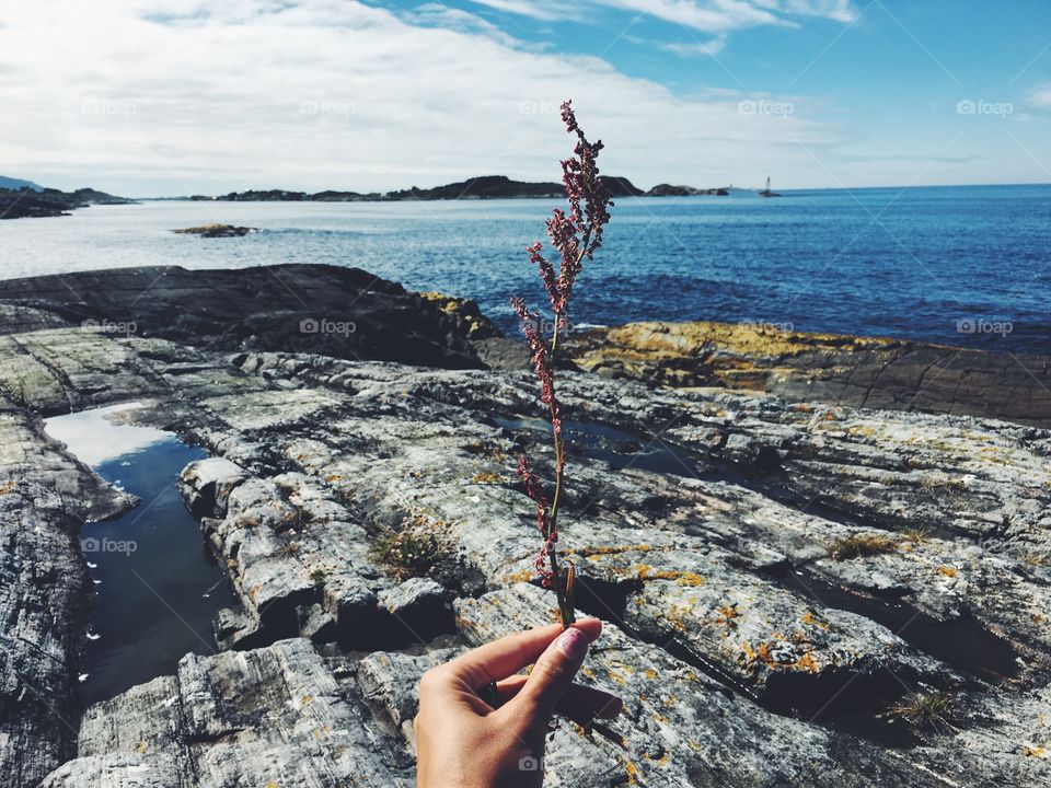 Plant in hands 