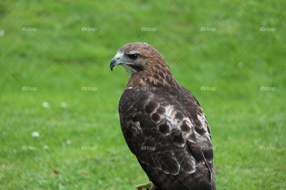Hawk Profile