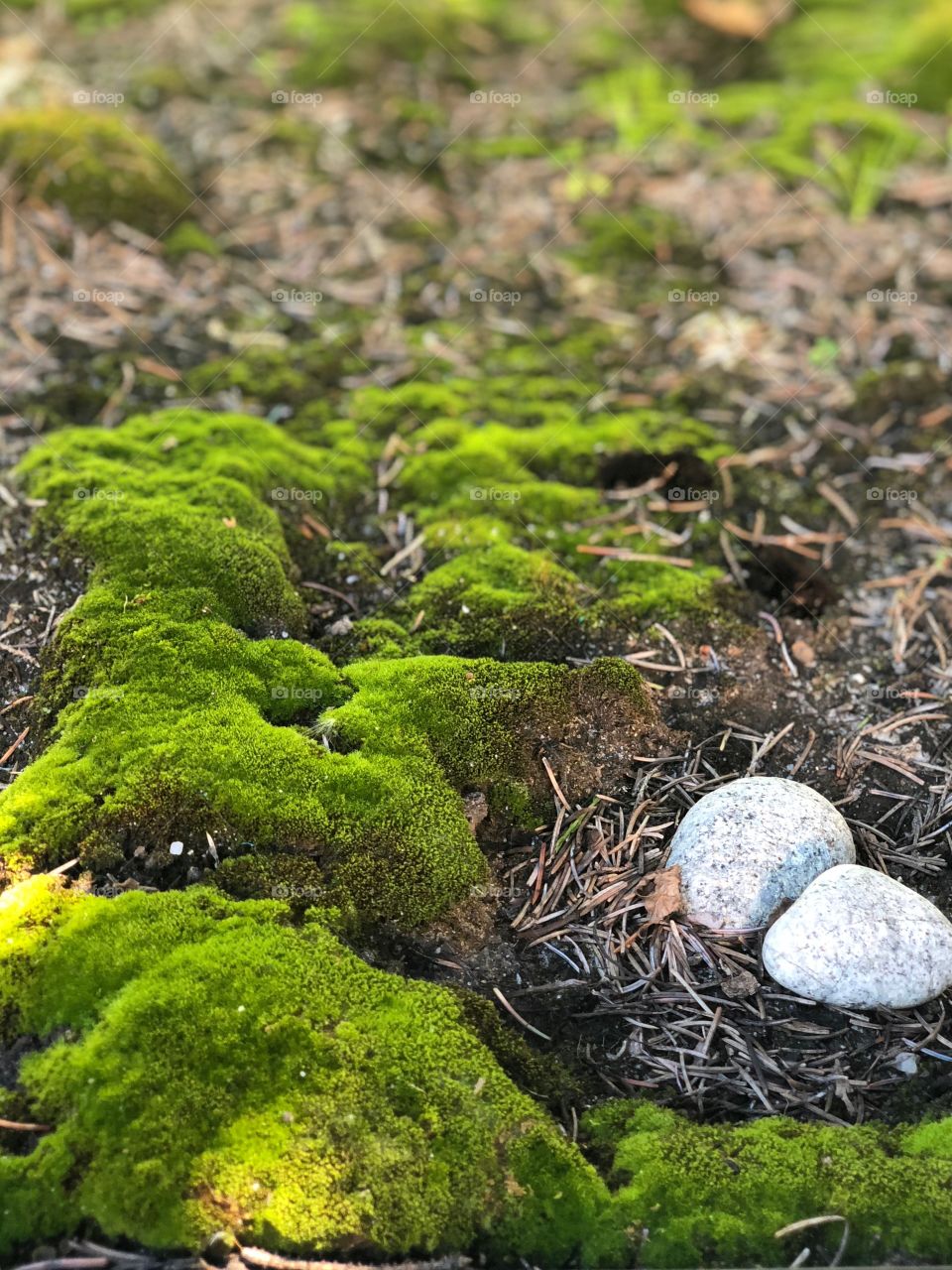 Moss growing in the shade
