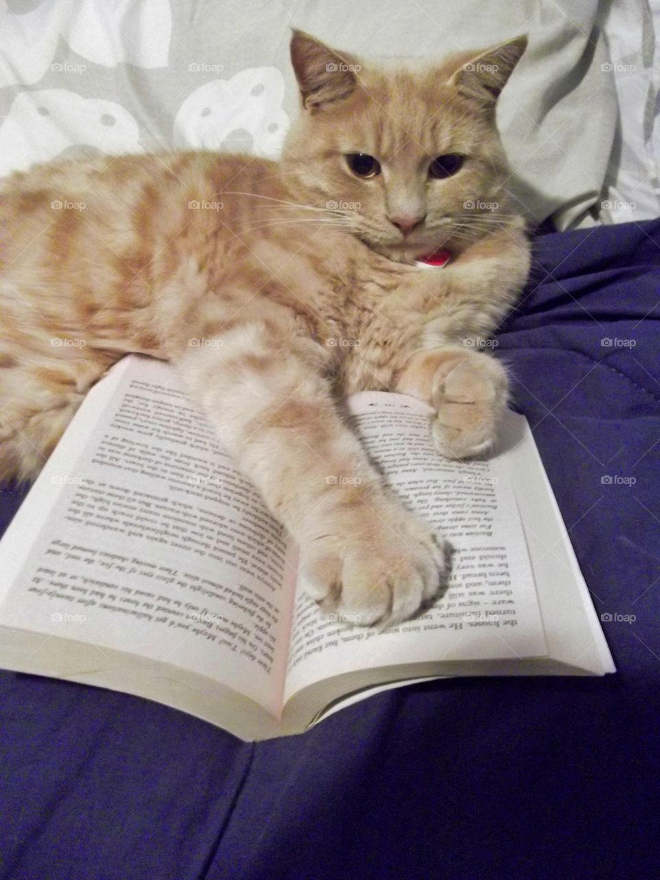 Ginger cat reads a book