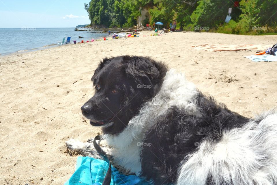 Dog at the beach