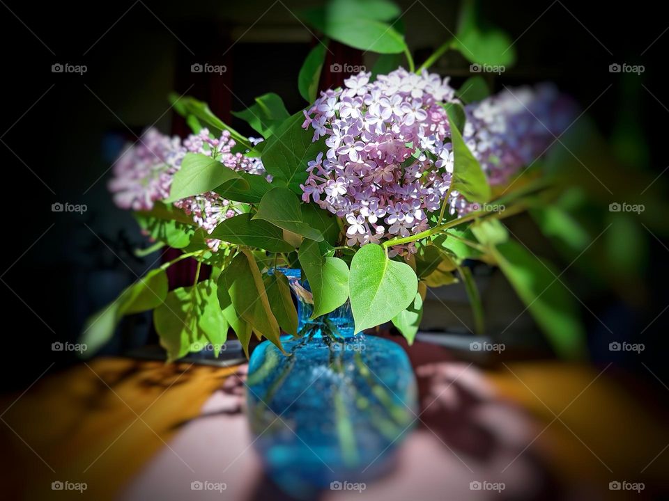 Lilacs