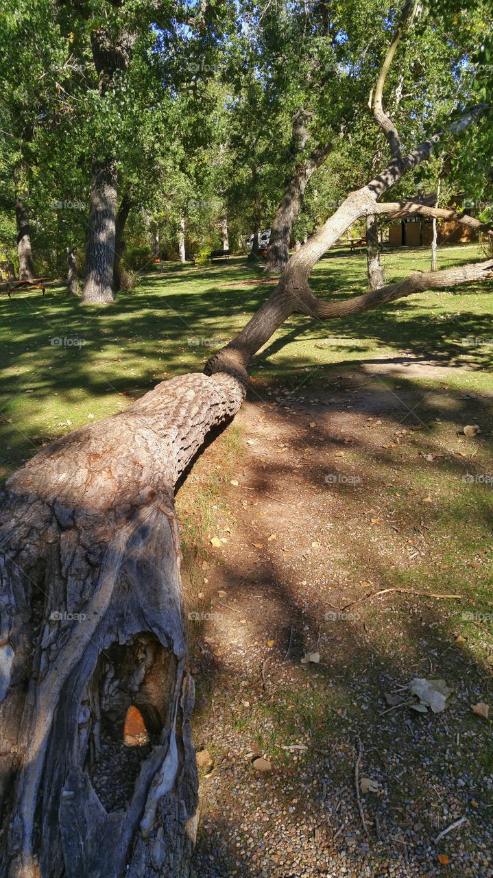 sideways tree