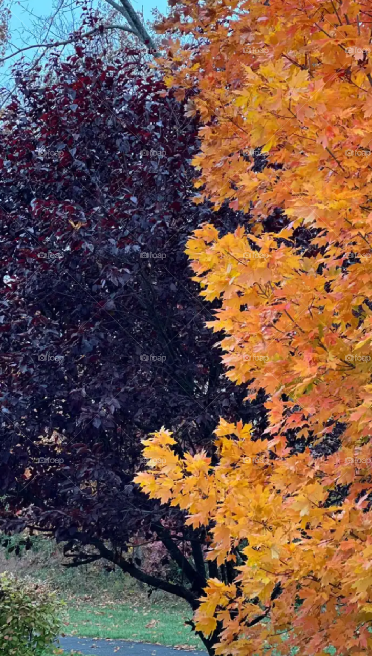 Autumn leaves beauty