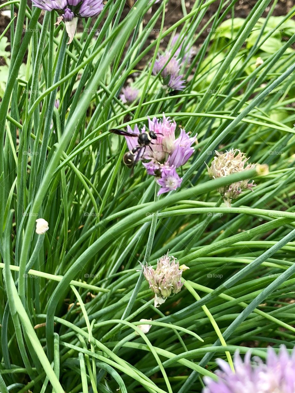 Bugs and Chives