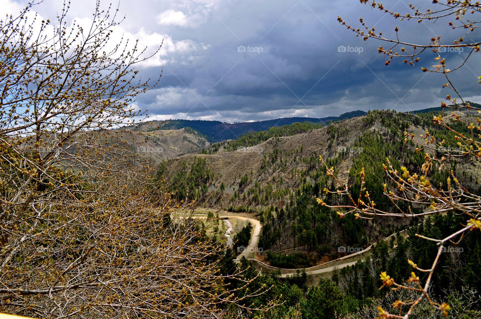 deadwood south dakota trees black hills by refocusphoto