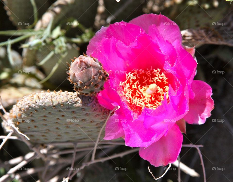 Beaver Tail Cacti in Bloom