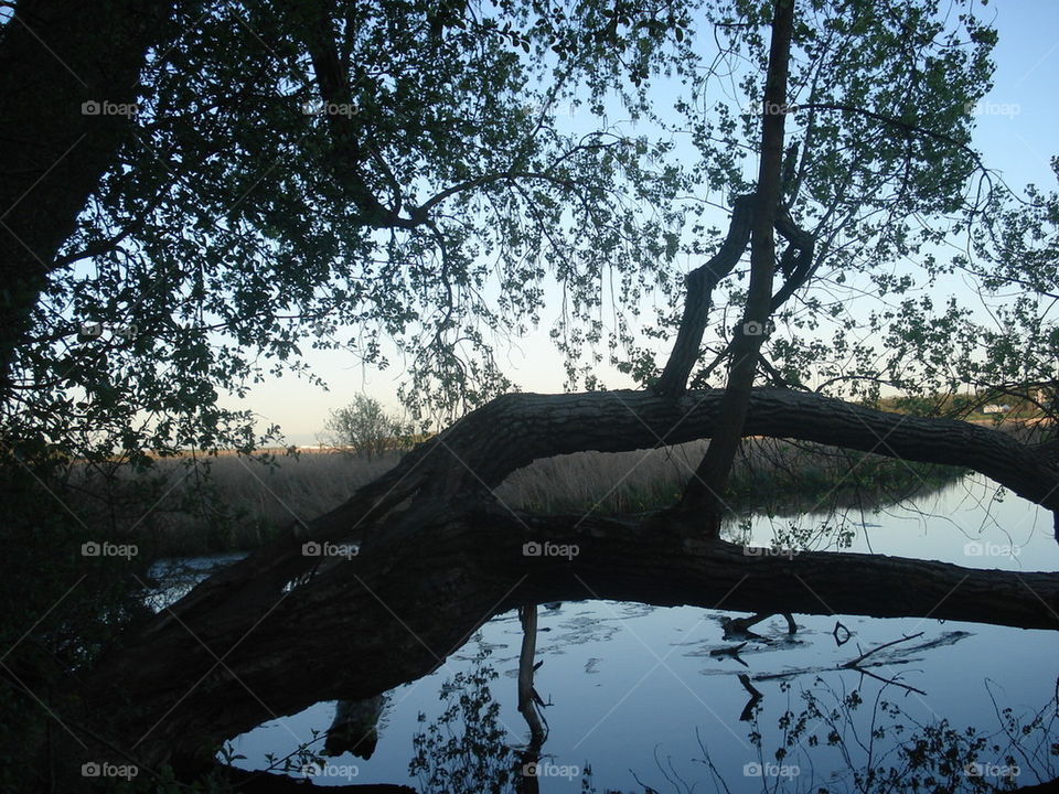 fallen tree