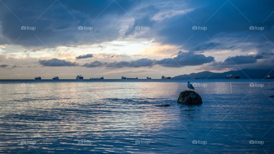 Gull On Rock