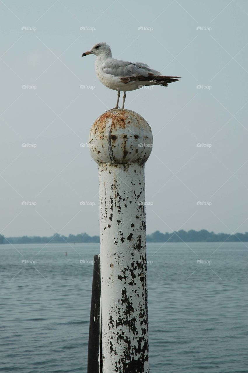 Bird. A seagull sits on a piling beside the lake.