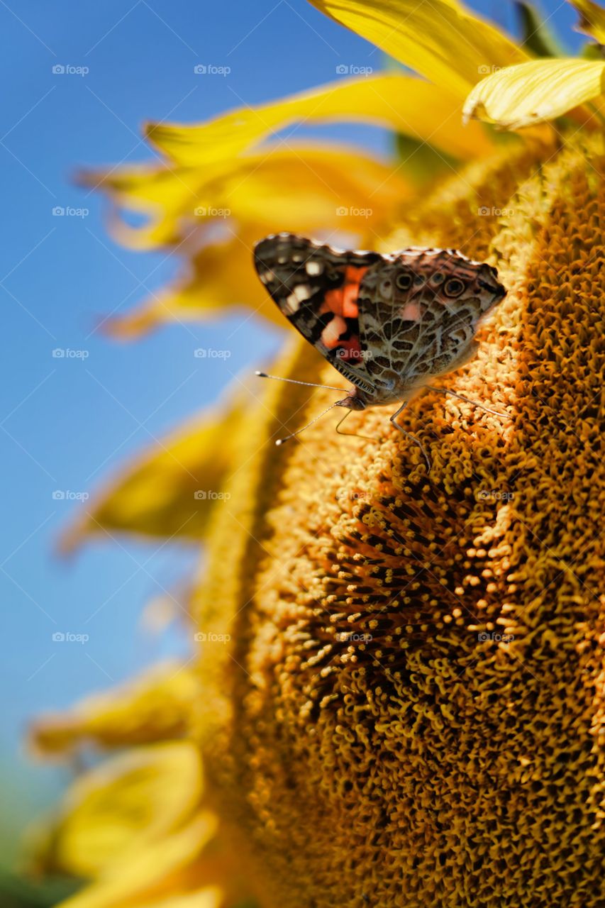 butterfly on the sun