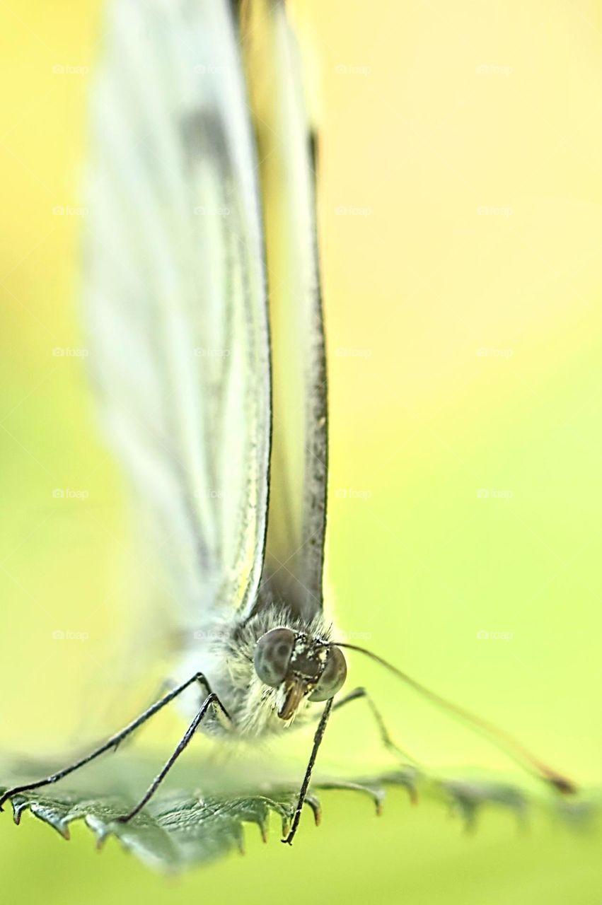 close-up macro picture from a pieridae white butterfly with its wings up and looking straight into the camera with its blue eyes in front of a yellow and green background