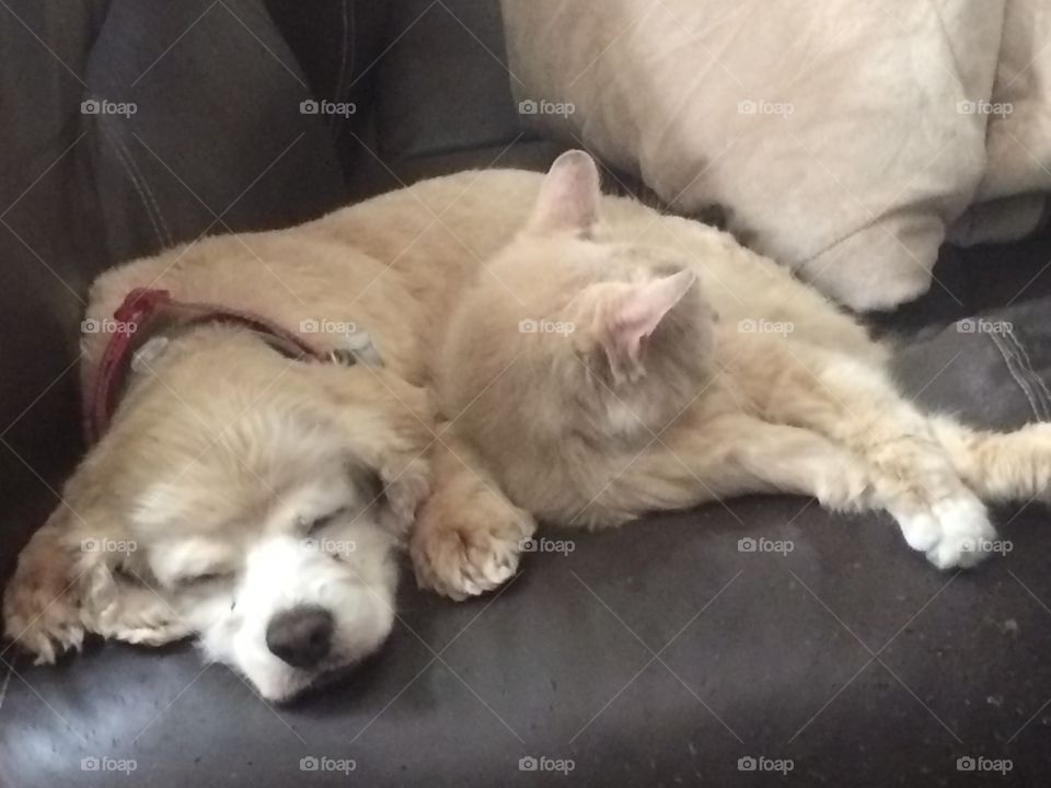 Dusty orange cat and dog