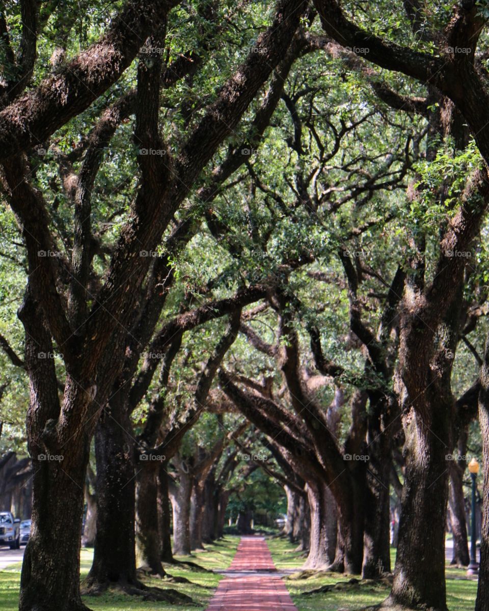 Tree, Wood, Nature, Leaf, Landscape