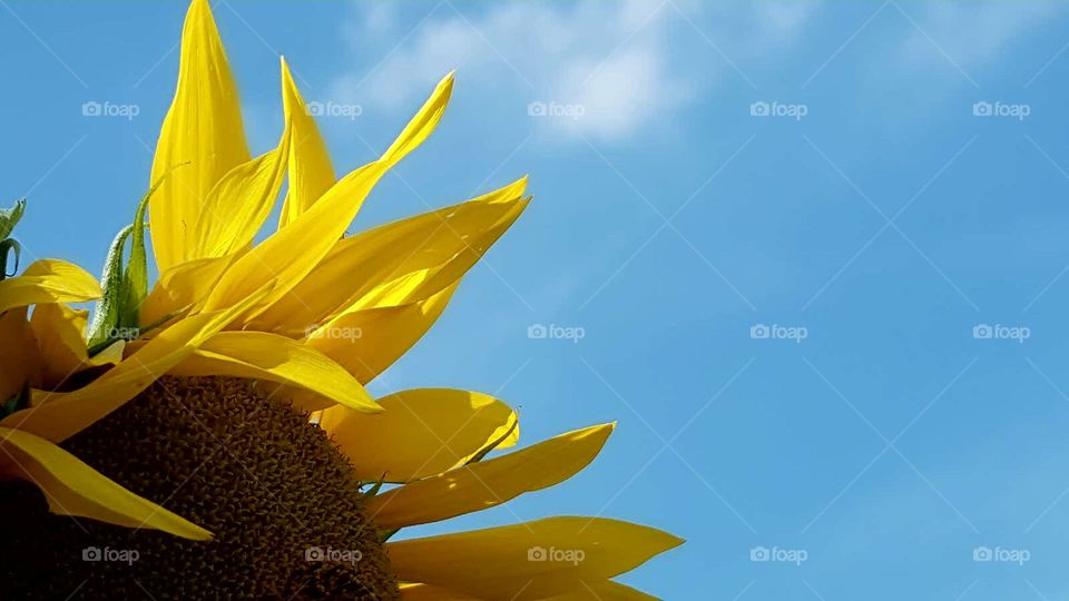 Sonnenblume und blauer Himmel