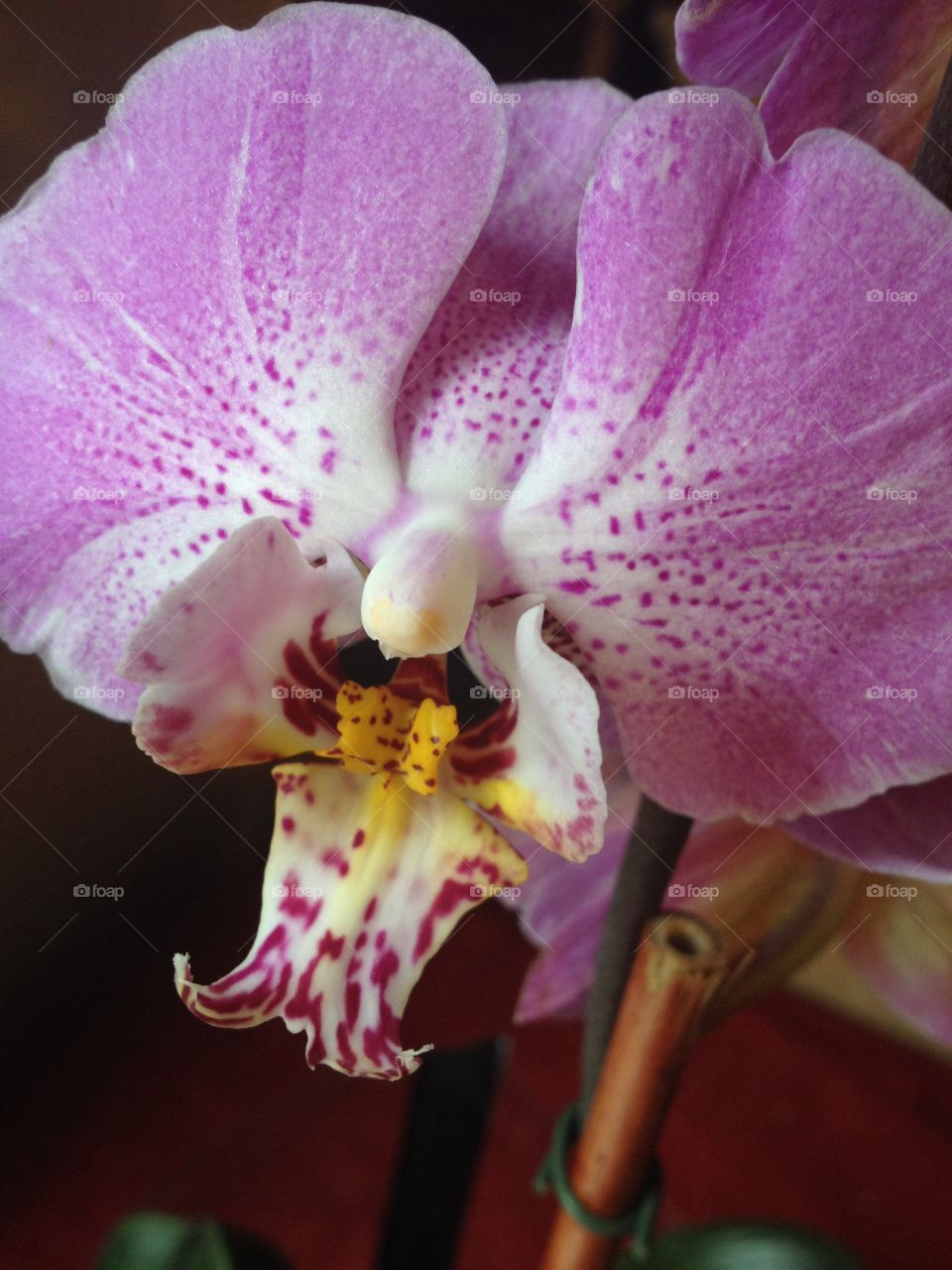 Bloomed. Beautiful purple orchid fully bloomed