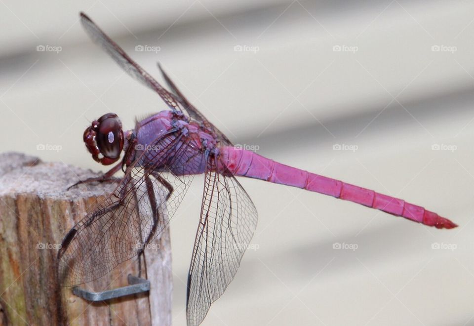 Purple dragonfly