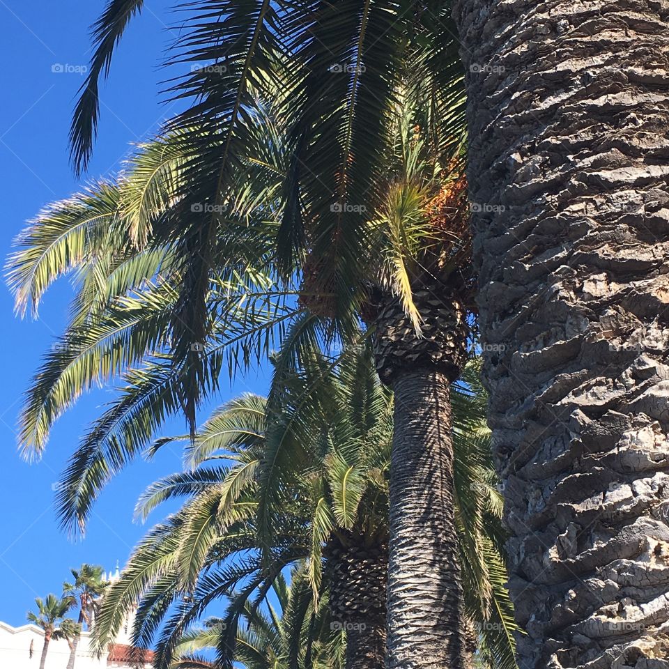 Palm trees on Catalina Island 