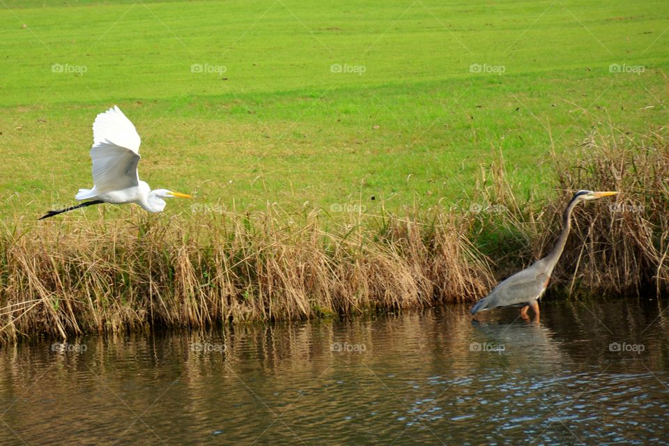 Egret and Great Blue 