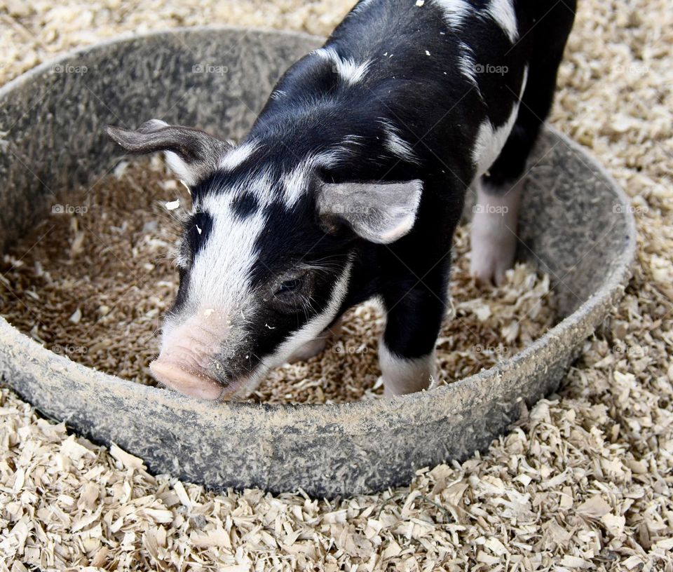 Piglet in the food dish 