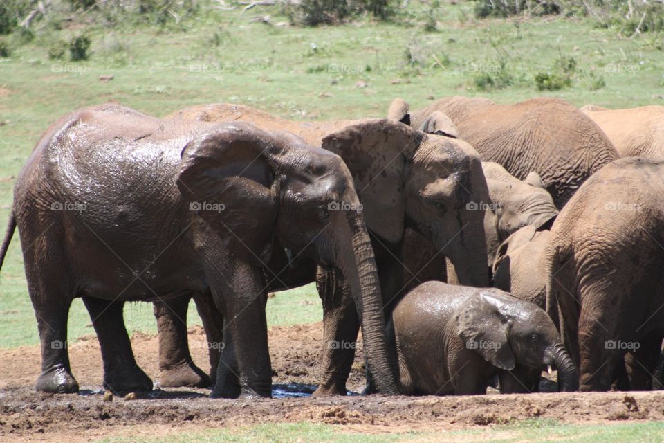 elephants at a waterhole