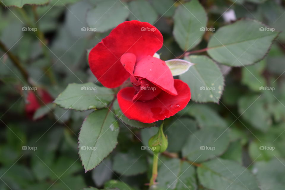 Red rose 