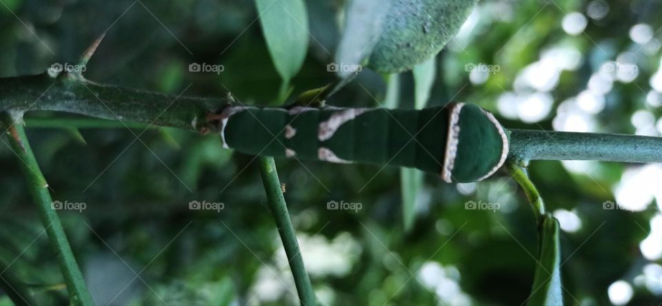 Incects on the lemon tree