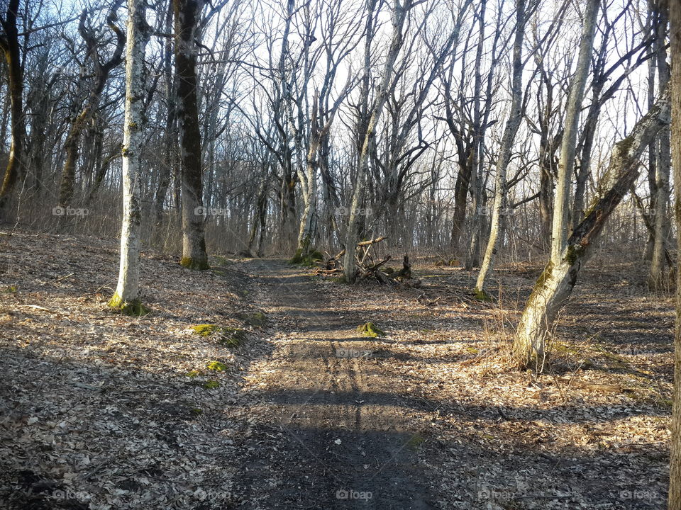 a sunny day in winter beech forest