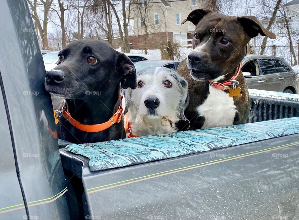 What do you mean, stop barking?…Three dogs in the bed of a pickup truck 