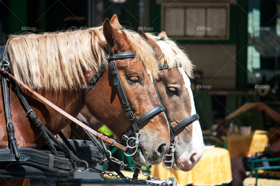 Close-up of horse