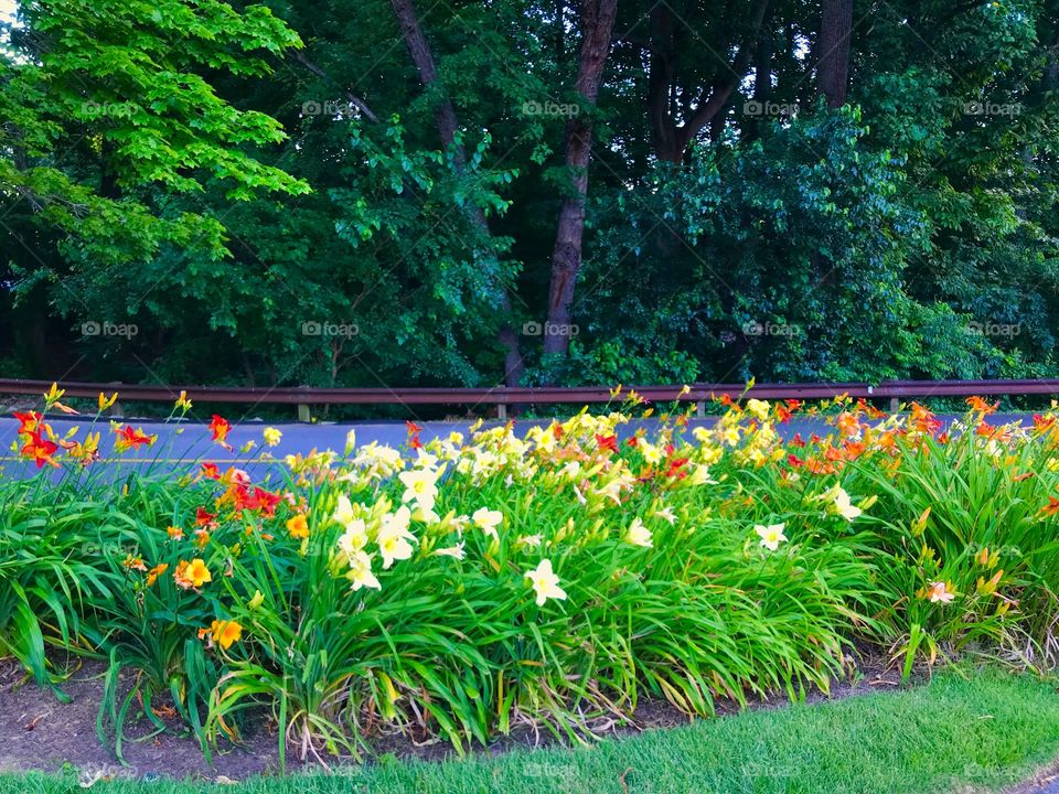 Lilly garden 