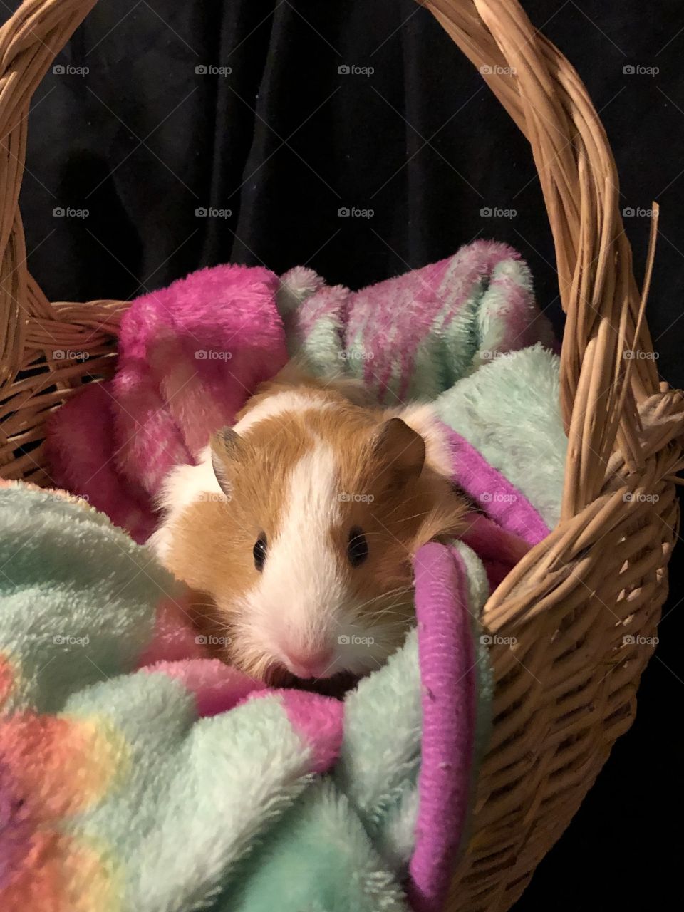 Baby guinea pig in basket