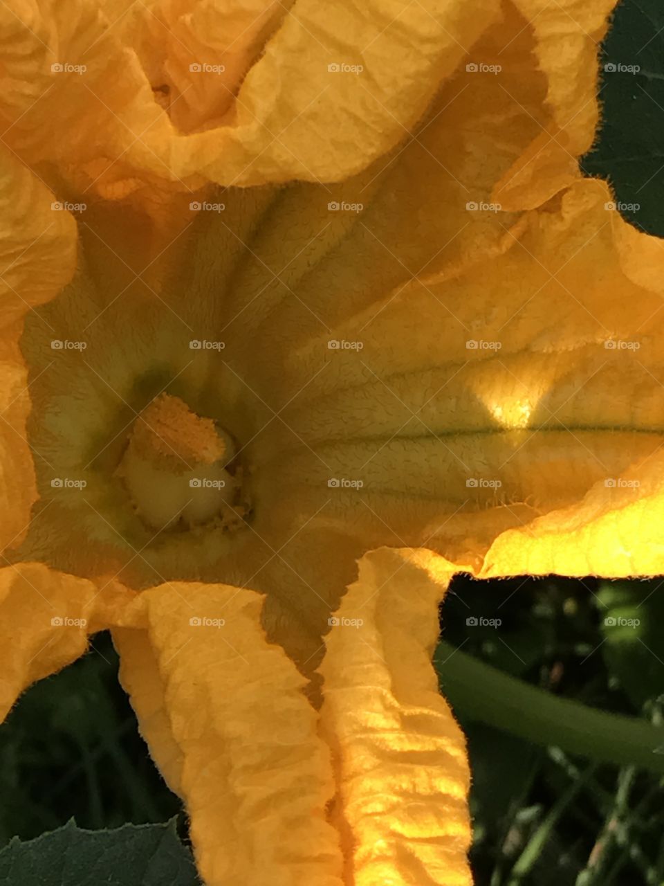 Summer sunshine falling on a single bright yellow male squash blossom in an organic garden 
