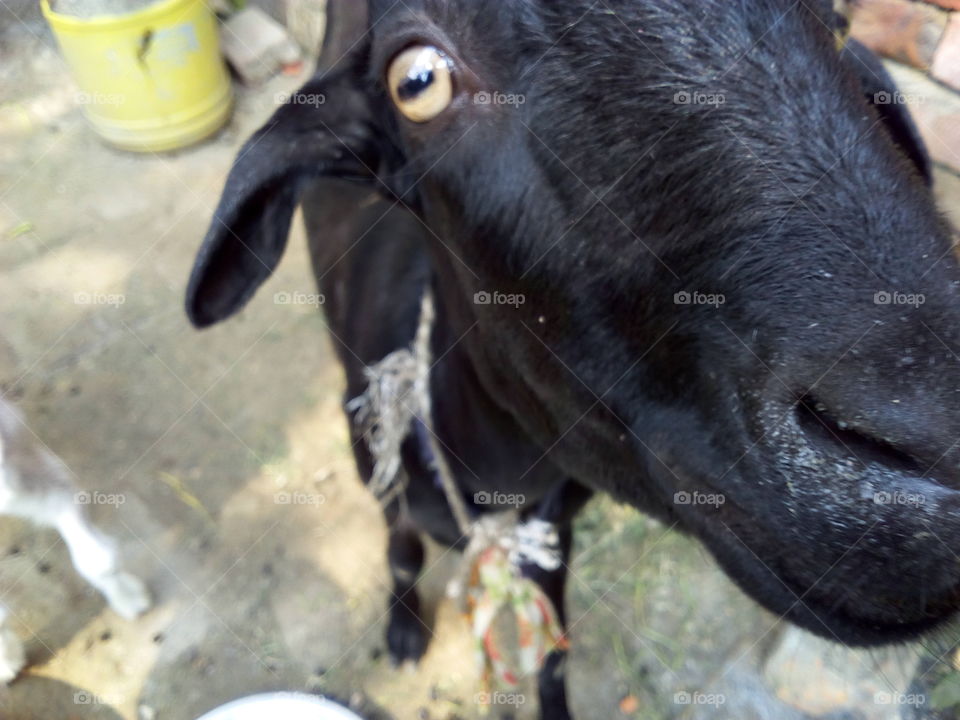 Funny Black Goat