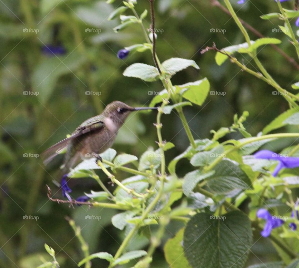 Hummingbird with Purple Flowers