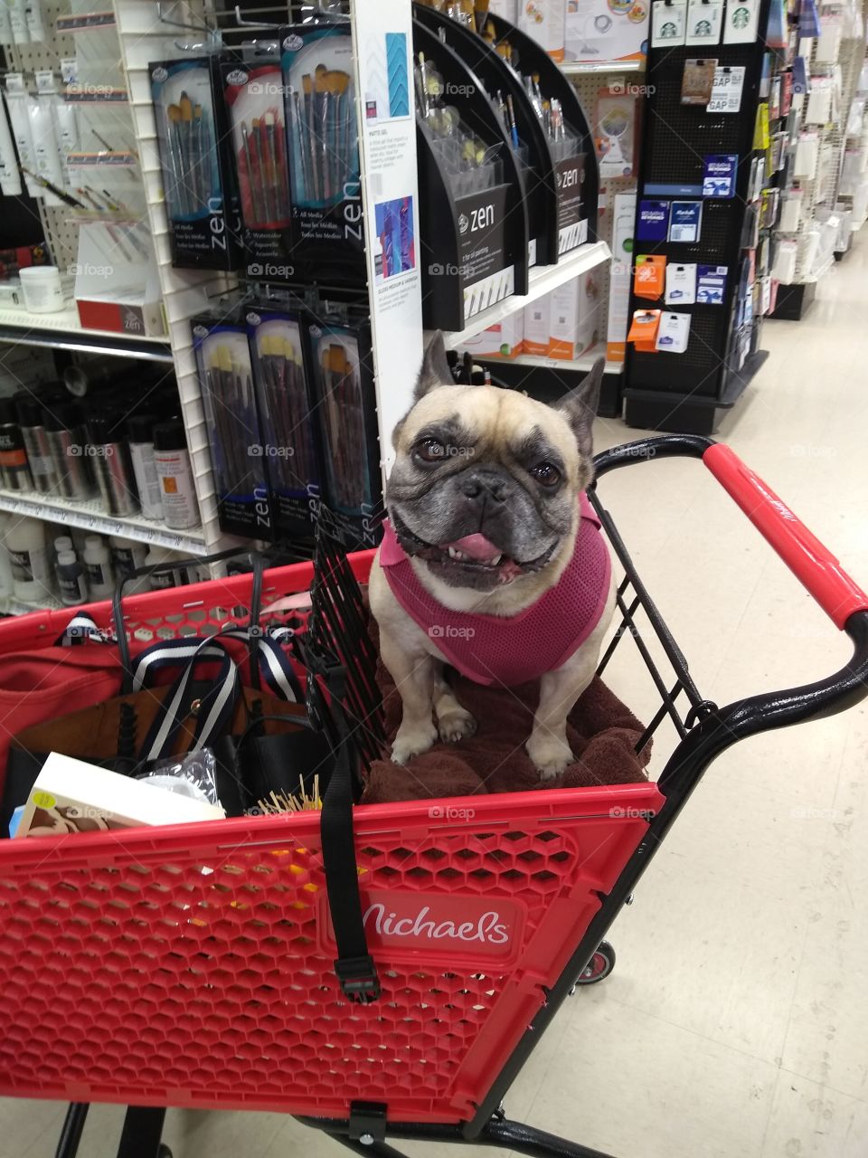 Dog in Shopping Cart at Michael's Art Store