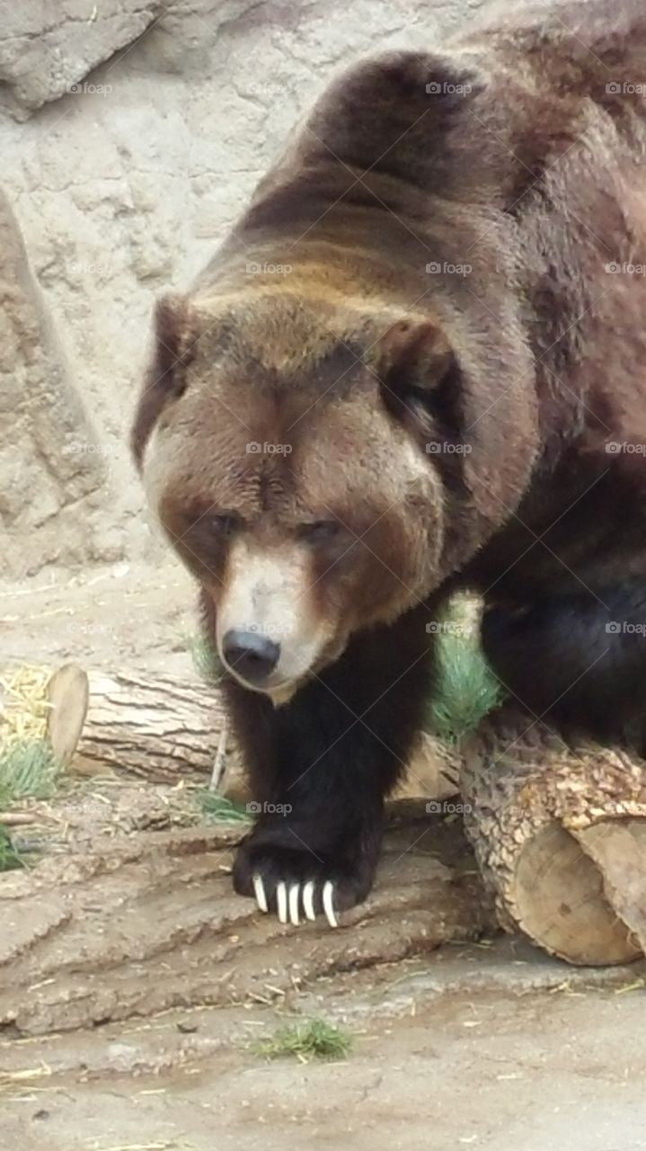grumpy Grizzly