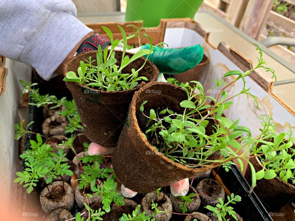 Plant Plants to Celebrate Earth Day - Green thumb gardening - A tray of seedlings get watered and exposed to the sun for weather hardening