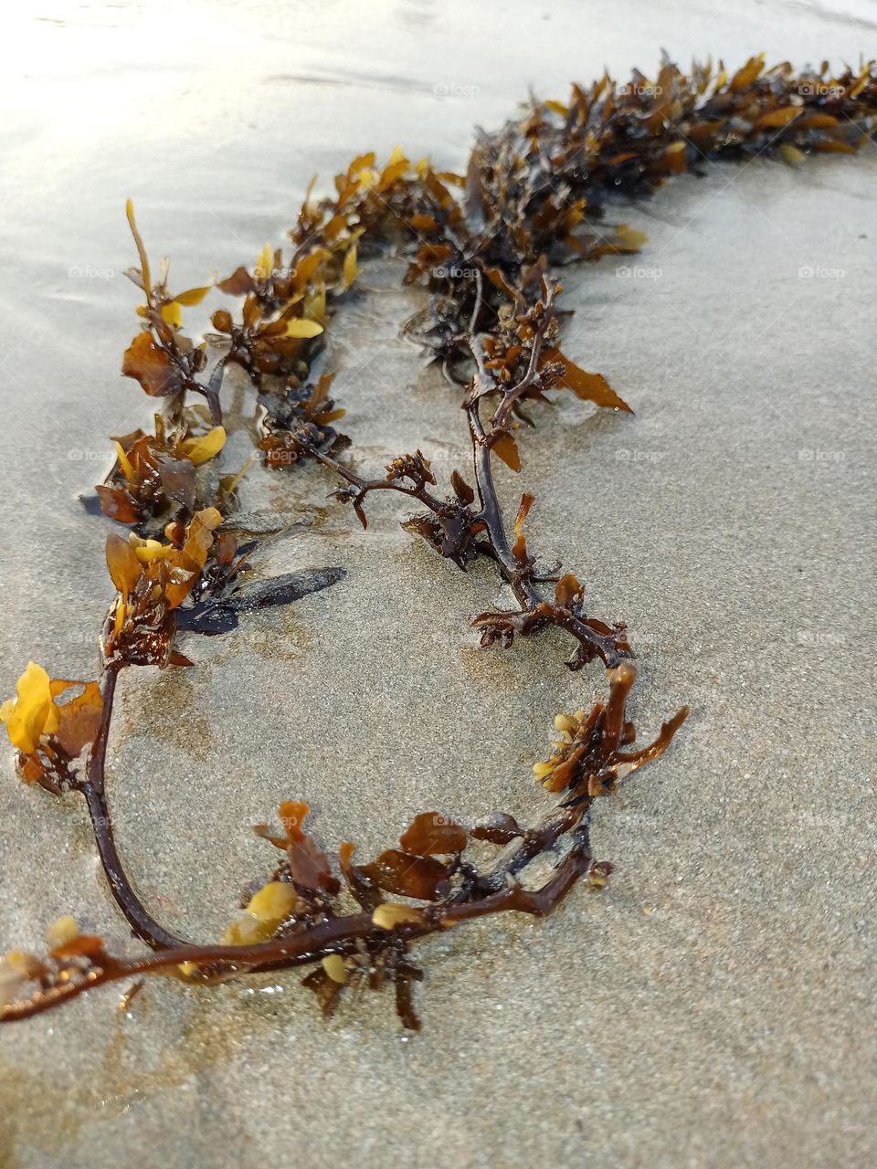 sargassum elegans on the beach with nice background of sand it's looking beautiful nature photography