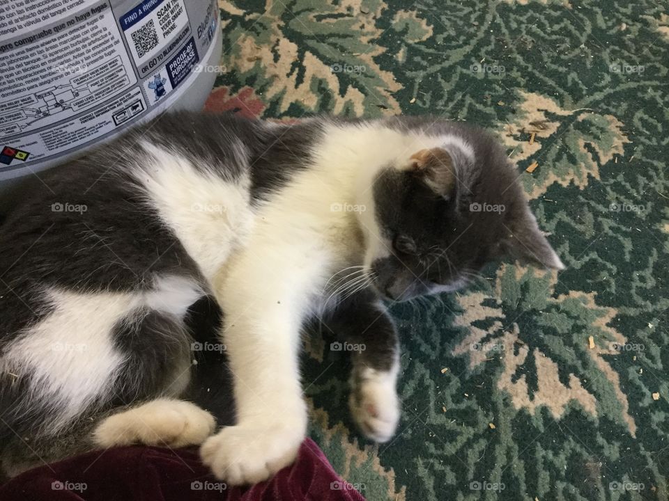 Sleepy Alphonse