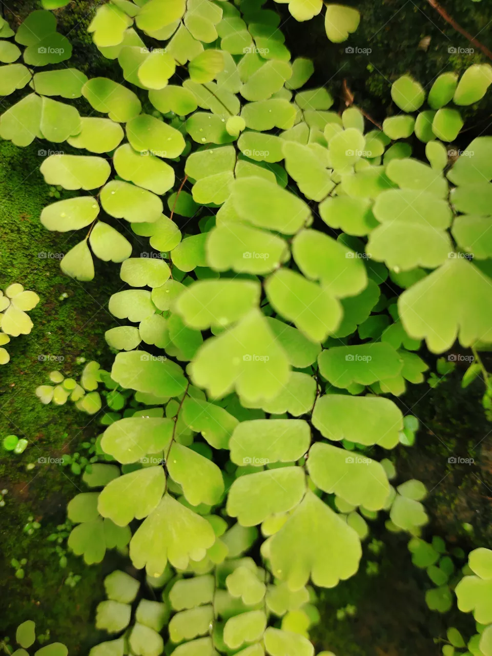 Greenleaf