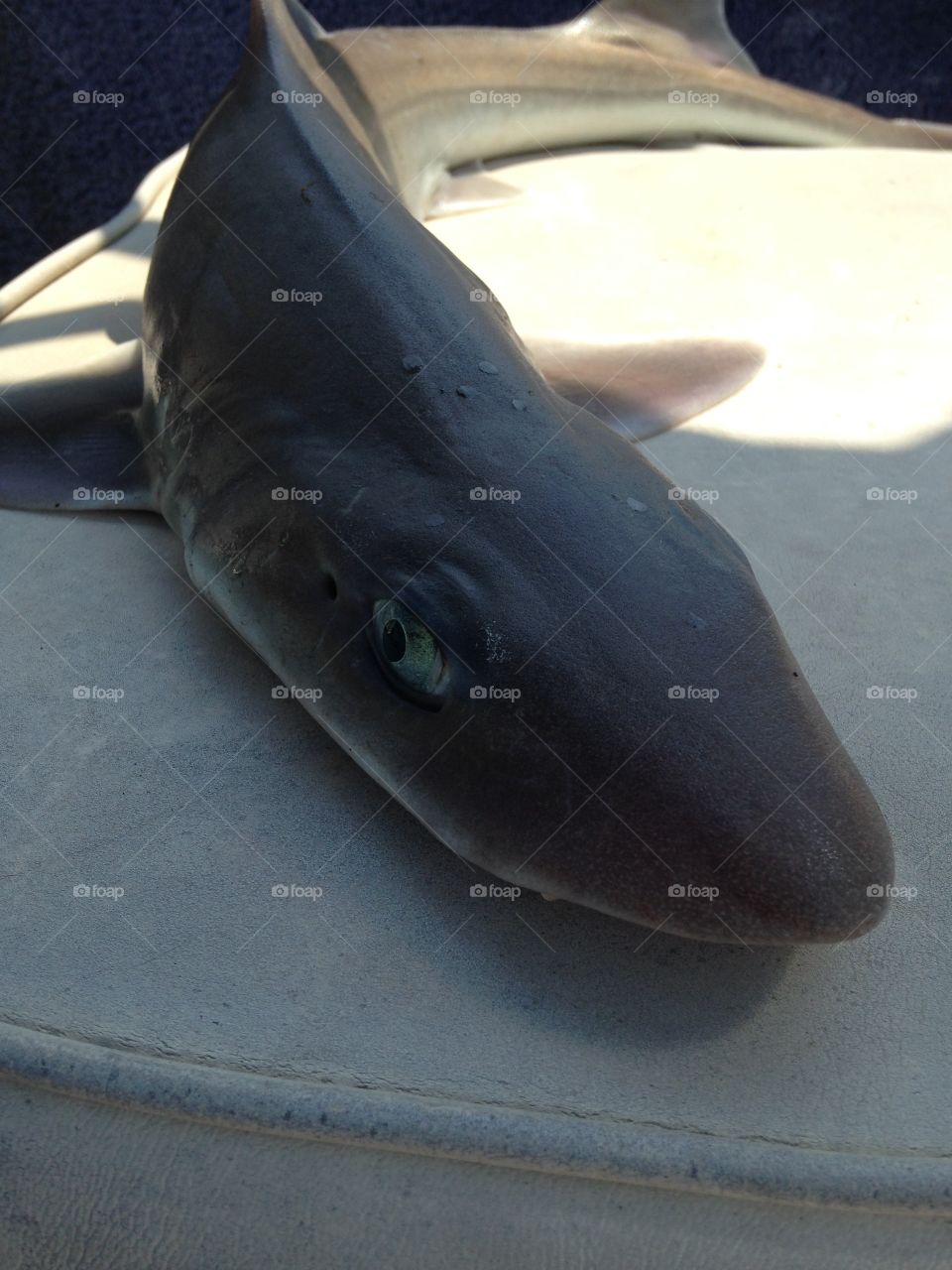 Sand shark 