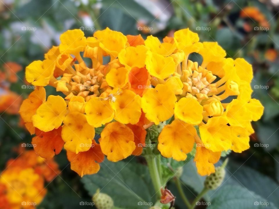 Verbena flowers. Yellow and orange flowers.